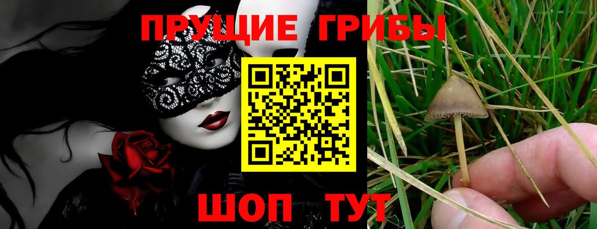 Киров  Псилоцибиновые грибы мицелий  Вход с VPN  Псилоцибиновые грибы Magic Shrooms 